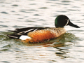 Blue-winged Teal x Northern Shoveler hybrid